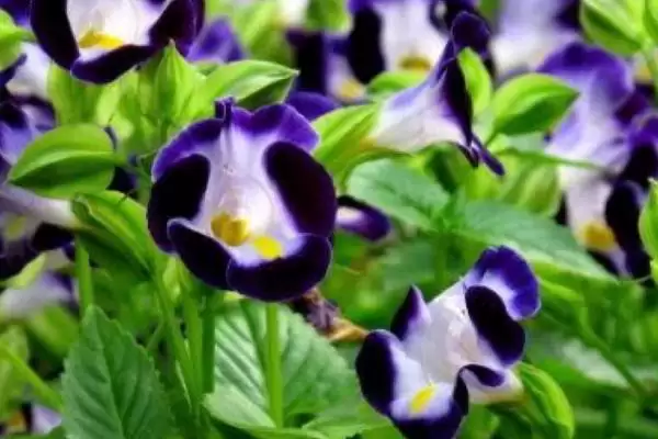 一年四季不怕冷耐热植物，矾根有何特点？插图2
