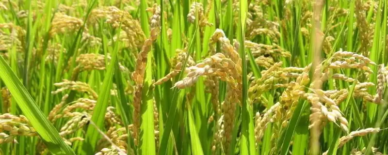 裕优六号水稻品种中抗纹枯病（抗性5级）-会东网
