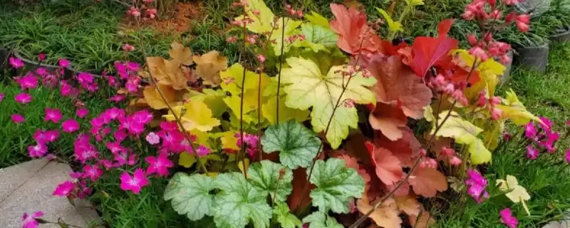 一年四季不怕冷耐热植物，矾根有何特点？-会东网