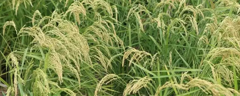宁粳55号水稻种子为啥属晚熟品种？-会东网