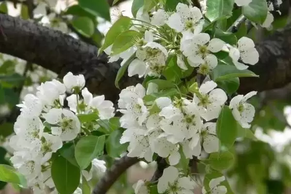 种梨树为何要种花期相近授粉品种树苗？插图6