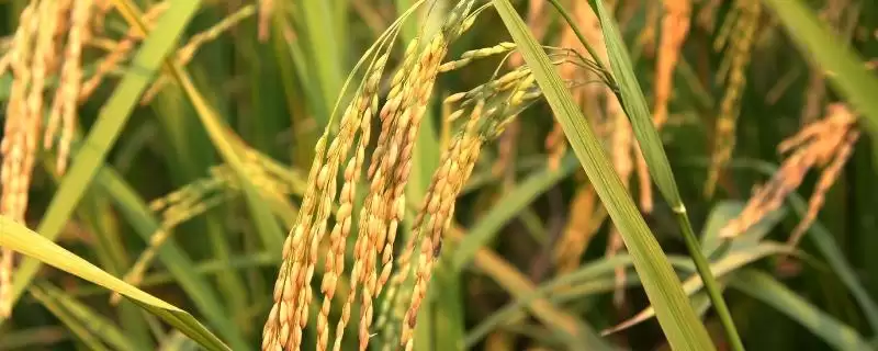 扬香玉1号水稻种情况，稻瘟病抗性如何？-会东网