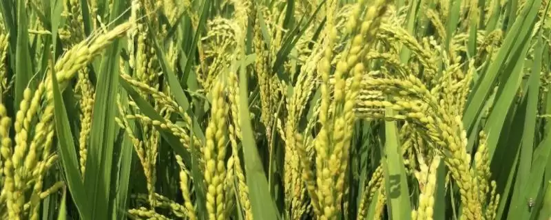 智两优黄占丝苗水稻种子秧田播每亩10.0千克?插图 智两优黄占丝苗水稻种子秧田播每亩10.0千克?插图