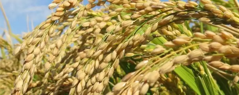 荃广优丝苗水稻种子大田用种量咋回事？-会东网