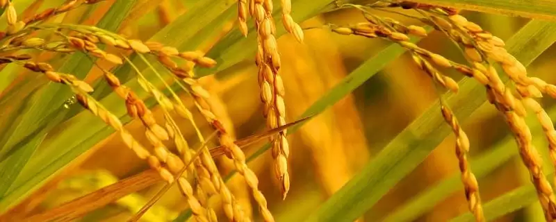 临秀67适宜种植密度多少？每亩20000穴左右，合理密植-会东网