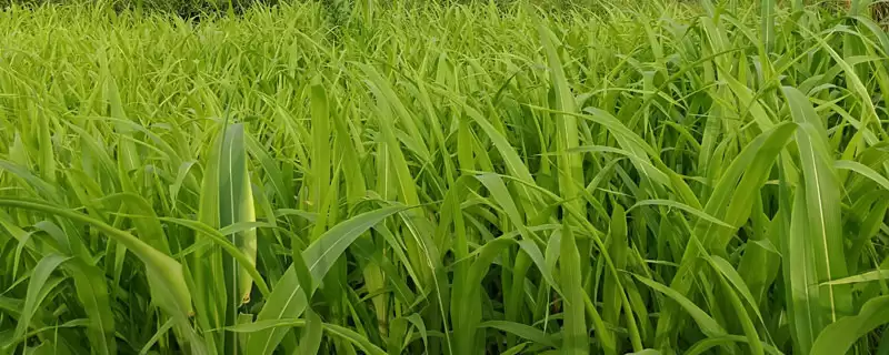 盐两优2208水稻种子情况，全生育期多少天？-会东网