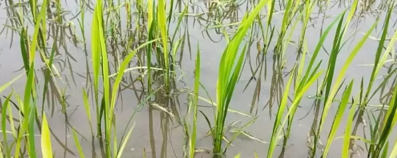 水稻药害的症状及防治方法(水稻药害分急性和慢性及防治方法)插图 水稻药害的症状及防治方法(水稻药害分急性和慢性及防治方法)插图