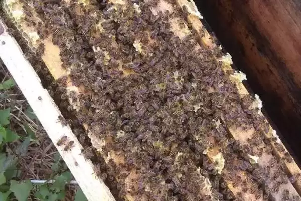 养殖中蜂如何防盗蜂，发展强群何作用？插图2