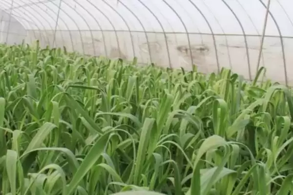 蒜苗的种植方法(蒜苗种植前需把蒜瓣剥开浸泡处理)插图1