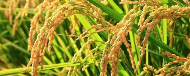 锦优901咋防病虫害？综合防治病虫害，守护稻田-会东网