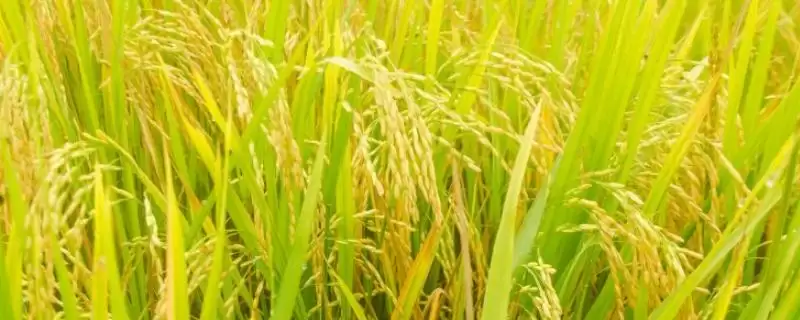 泰优817水稻种子简介(泰优817水稻大田用种量每亩1.5公斤)-会东网