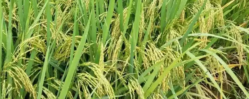 建优G2水稻品种中抗稻瘟病是怎么做到的？-会东网