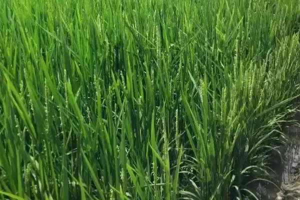 色香优明月丝苗水稻种子介绍(色香优明月丝苗秧田亩播量10.0千克)插图2