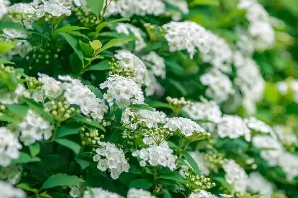 一年四季不怕冷耐热植物，矾根有何特点？插图5