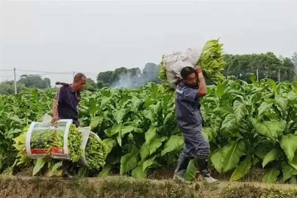 烟草的种植方式，播种前晒种何作用？插图8