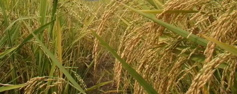 泰丰优10350水稻品种简介(泰丰优10350水稻需综合防治病虫害)-会东网