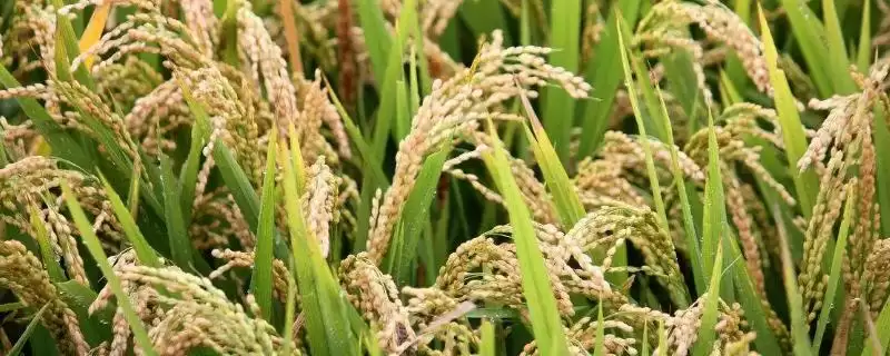 兴安香占水稻品种特性，6月5-8日播原因？-会东网