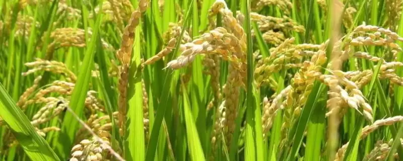 五优303水稻品种特性，白叶枯病咋防治？-会东网