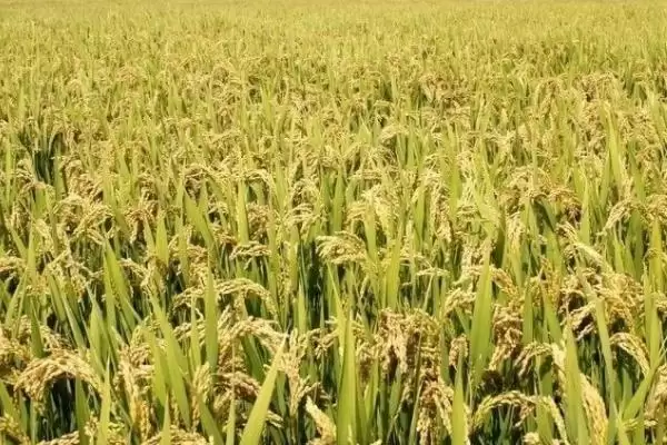 野香优油丝水稻种子情况,每亩有效穗多少?插图2 野香优油丝水稻种子情况,每亩有效穗多少?插图2
