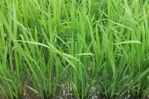 润君优656水稻种简介(润君优656水稻秧田亩播种量10.0千克)插图3 润君优656水稻种简介(润君优656水稻秧田亩播种量10.0千克)插图3