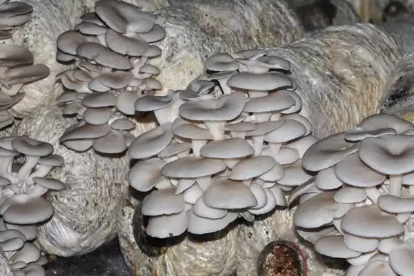 种植平菇的新方法，接种后通风何作用？插图1