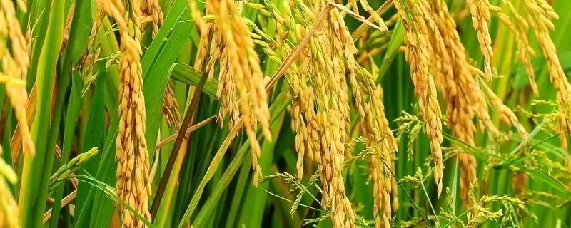 蓉优528水稻品种的特性(蓉优528水稻需综合防治病虫害)-会东网