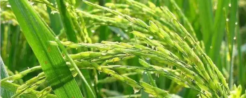 臻香优521水稻种每亩有效穗数16.6万?-会东网