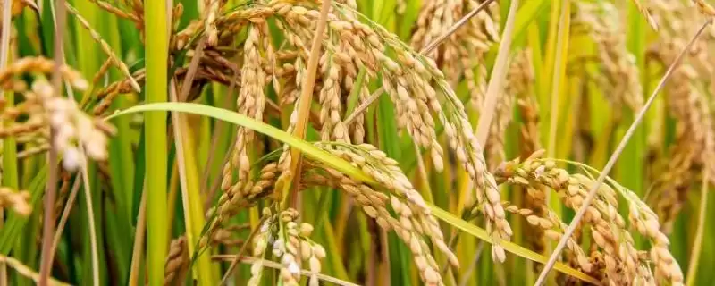 遂两优9816水稻品种的特性(遂两优9816水稻6月中旬前播种)-会东网