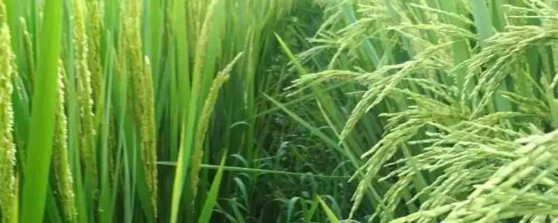信禾11水稻品种特性，属何种水稻品种？-会东网