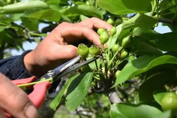 种梨树为何要种花期相近授粉品种树苗？插图8