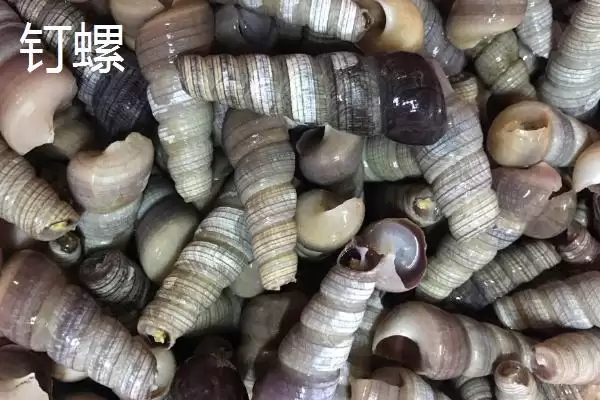 山坑螺的产地(山坑螺产地主要在南方地区的小溪里)插图3