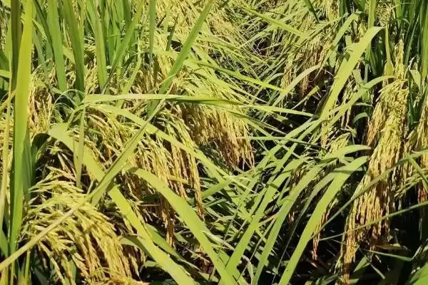 益优918水稻种子情况，大田用种量具体多少？插图2