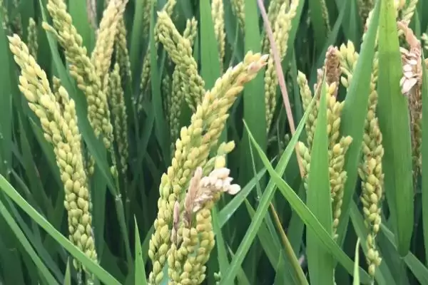 中两优236水稻种子特点，植株中等有多高？插图3