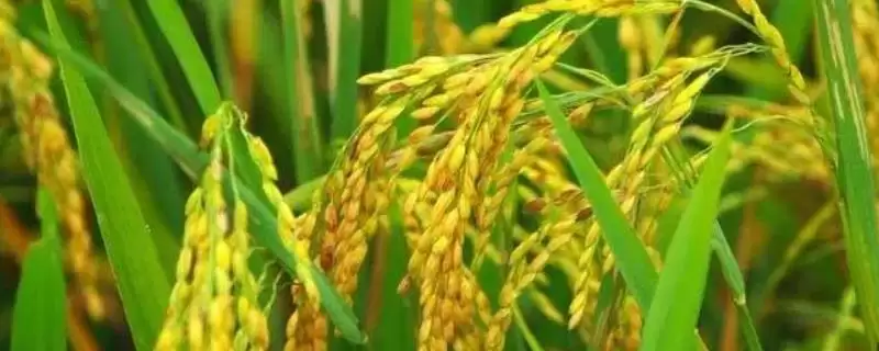 粳优558生育期有多长？160天左右，了解生长时长-会东网