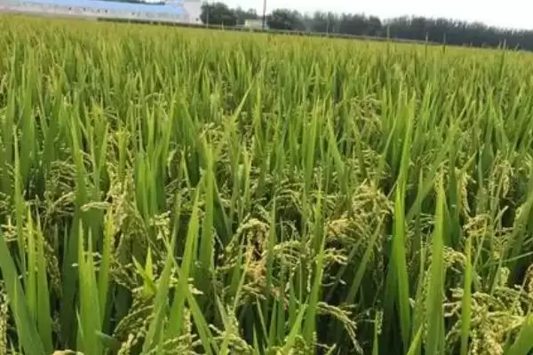 水稻一亩地能产多少(水稻低产田一亩地亩产为600-700斤左右)插图2