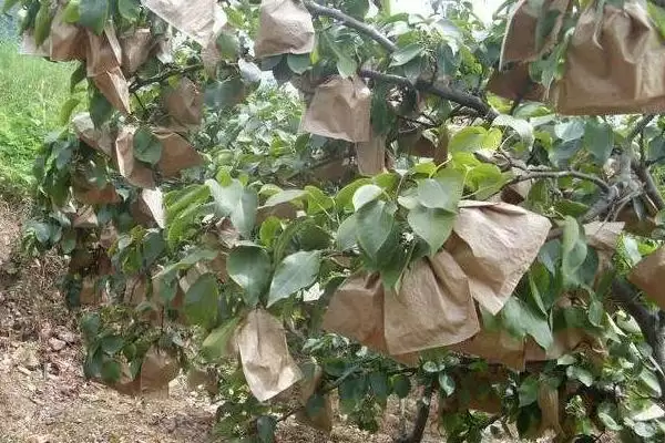 种梨树为何要种花期相近授粉品种树苗？插图13