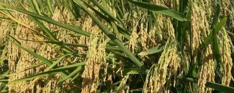 显两优822水稻种子特性，全生育期多少天？-会东网