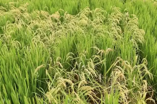 韵两优128水稻种子全生育期115.9天吗?插图3 韵两优128水稻种子全生育期115.9天吗?插图3