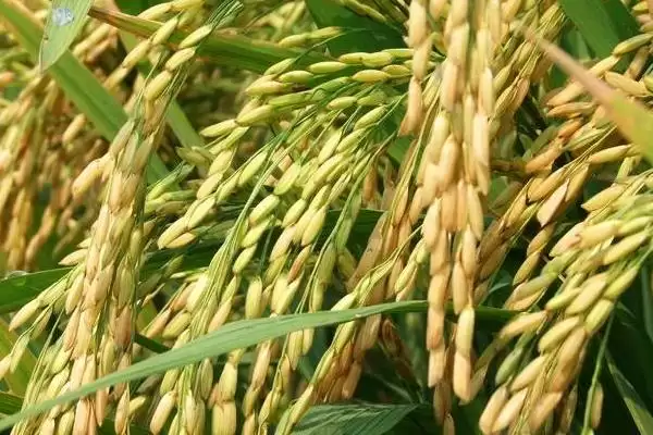 两优688有效穗数多少？每亩16.3万，预估产量插图1
