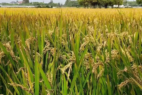 通系953水稻种子情况,每亩有效穗多少?插图3 通系953水稻种子情况,每亩有效穗多少?插图3