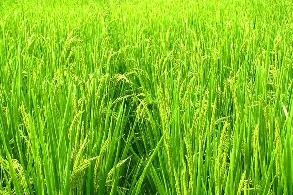 申优114水稻种简介(申优114水稻全生育期长达170.4天)插图1