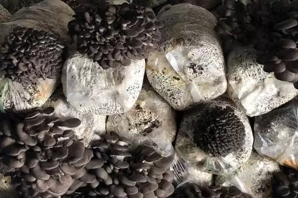 种植平菇的新方法，接种后通风何作用？插图2