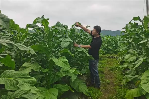 烟草的种植方式，播种前晒种何作用？插图1