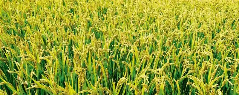 圣优108水稻品种的特性(圣优108水稻亩播种量为13公斤左右)插图 圣优108水稻品种的特性(圣优108水稻亩播种量为13公斤左右)插图