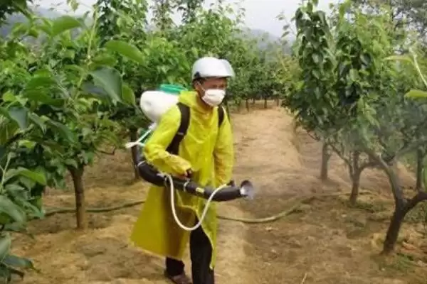 种梨树为何要种花期相近授粉品种树苗？插图11