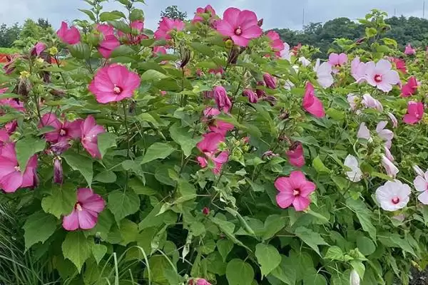 一年四季不怕冷耐热植物，矾根有何特点？插图3