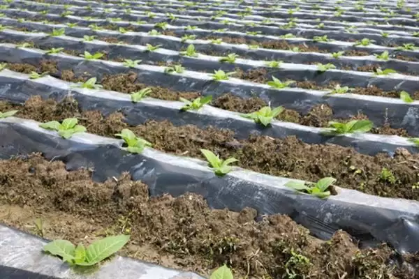 烟草的种植方式，播种前晒种何作用？插图5