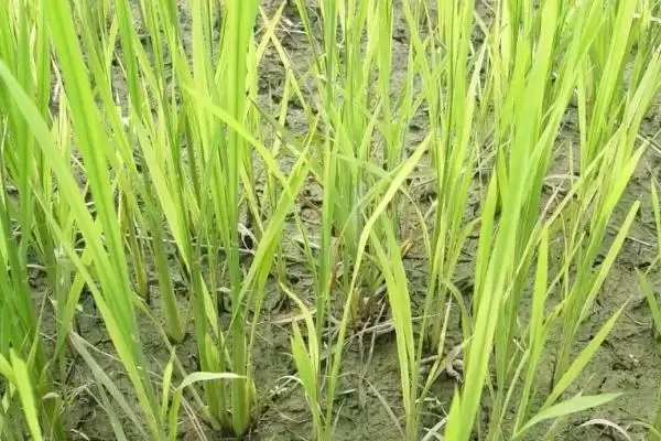 渝优1351水稻品种需特别注意稻瘟病防治？插图2