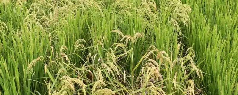 申优R1水稻种子简介(申优R1水稻在5月中下旬进行播种)-会东网