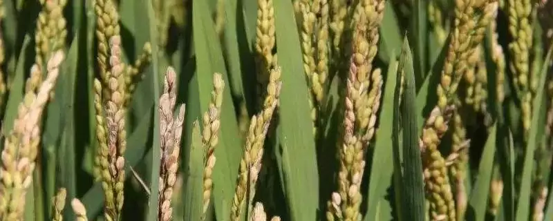 韧两优绿银占水稻品种简介(韧两优绿银占水稻中抗稻瘟病)-会东网